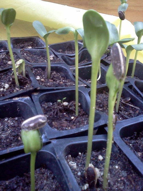 Angelica Gomez and Joseph Linnert plants