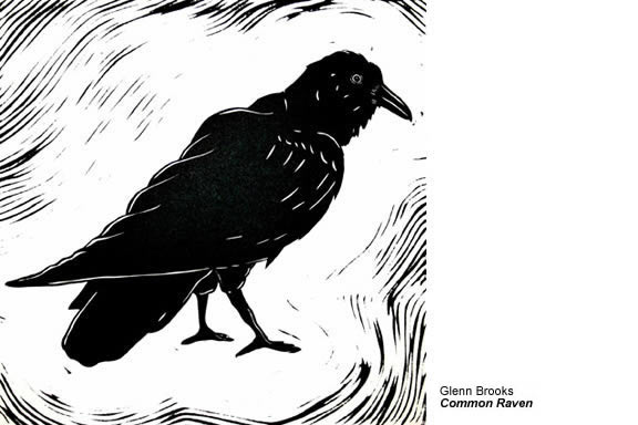 Common Raven by Glenn Brooks.
