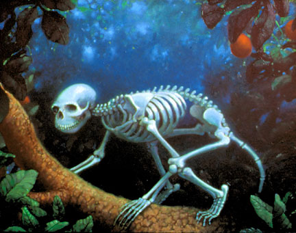 monkey skeleton on tree, Peter Zokosky