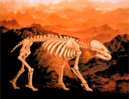 Animal skeleton in front of orange background Peter Zokosky