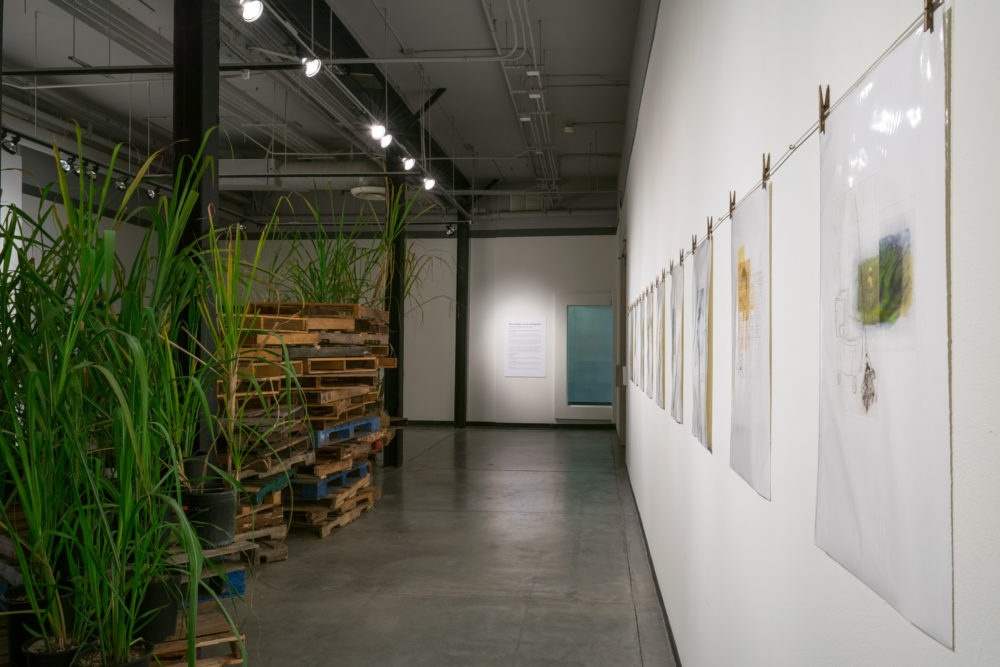 On the left side of the gallery, a collection of tall, green plants are arranged on wooden pallets, creating a natural, organic element. Behind the plants, a wall is adorned with paintings or photographs of houses and landscapes, adding a touch of realism.