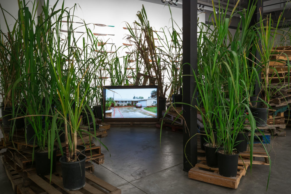 The installation features a central television screen displaying a video. Surrounding the screen are numerous potted plants, primarily tall, green stalks, possibly sugar cane.