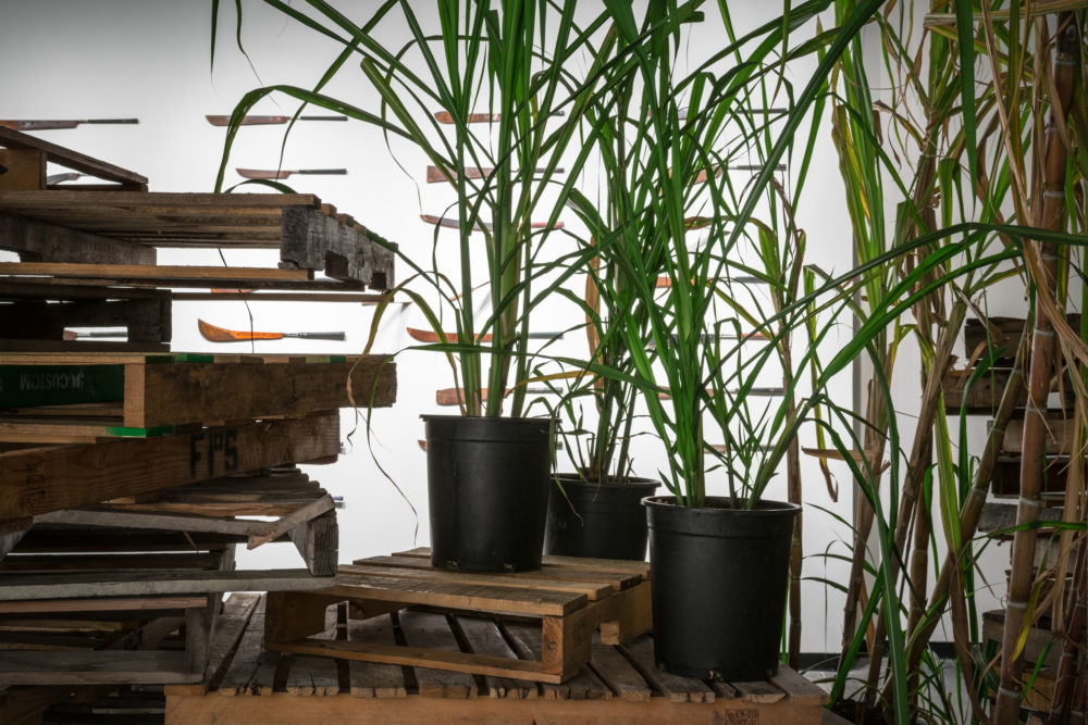 Many potted plants on top of wooden pallets
