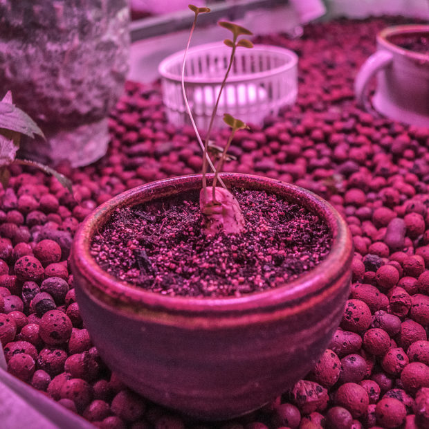 Kiyomi Fukui's Green Thumb Project
