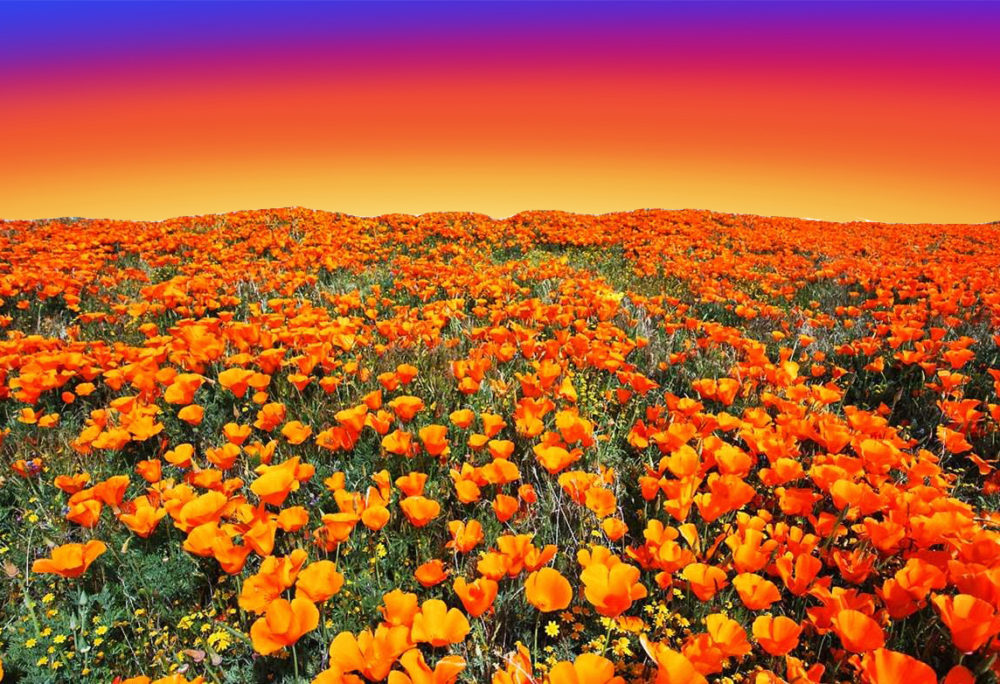 field of poppies with a sunset background