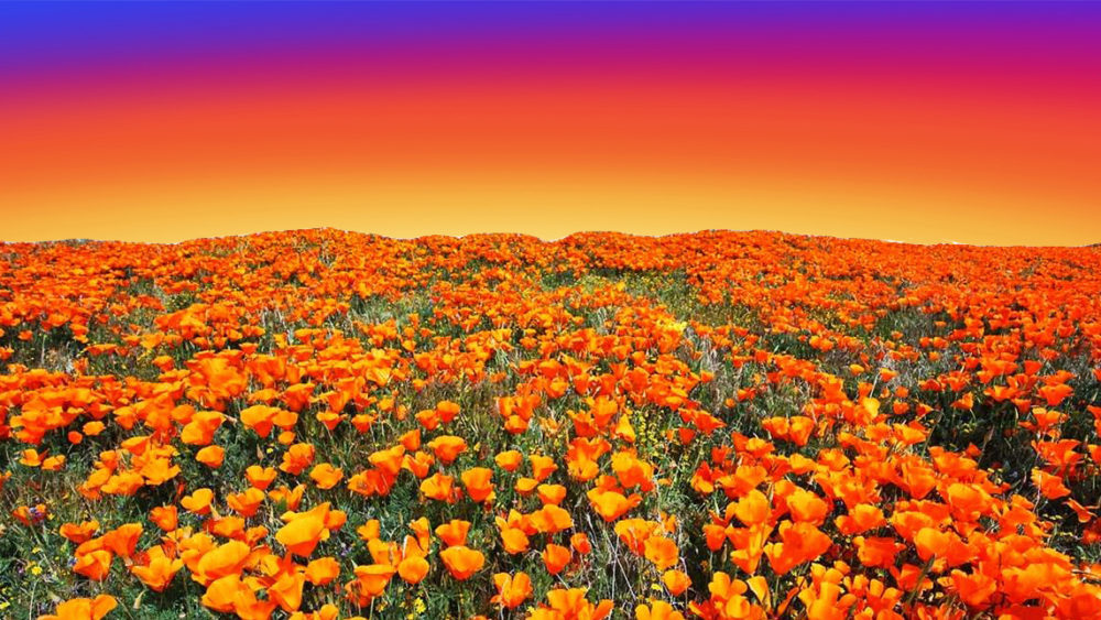 A field of orange poppy flowers at sunset