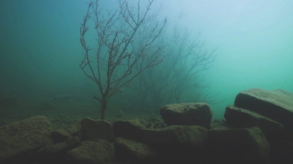 underwater image of submerged tree and rocks