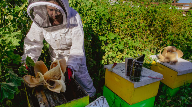 Artist Alicia Rojas dressed in white beekeeper outfit holding one of her beeswax sculptures over an active green box beehive in a backyard setting