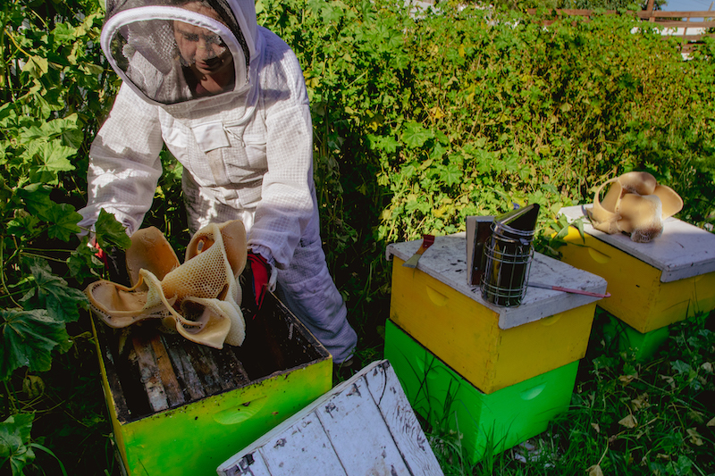 individual in white beekeeping suit engaged with green and yellow beehive boxes.