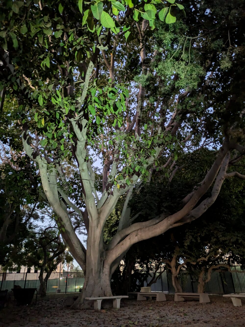 A large center lite tree with concrete bench seating located in front and to the right