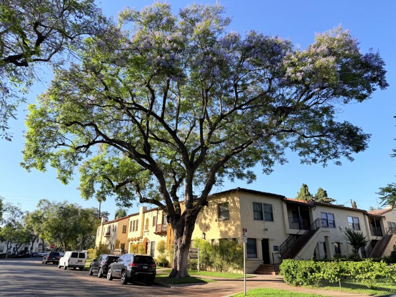 A large treee in the foreground with an apartment building and blue sky behind it.